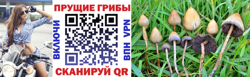shop состав  Южно-Сухокумск  Галлюциногенные грибы Cubensis  наркотики 